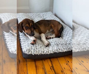 Maizy ~ meet me! - Female Raggle Dog for Adoption - Photo #2