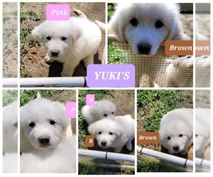 Great Pyrenees Puppy for sale in SCOTTSVILLE, KY, USA
