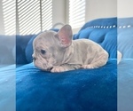 Small #25 French Bulldog