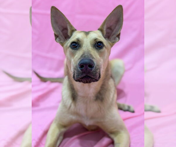 Medium Photo #10 Mutt Puppy For Sale in Sandy, UT, USA