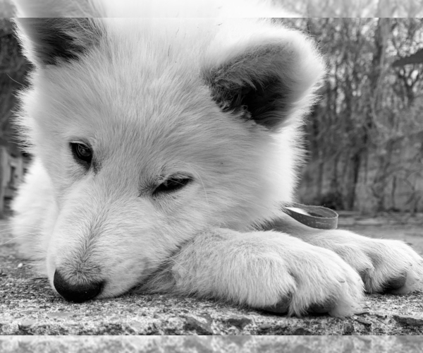 Medium Photo #13 German Shepherd Dog Puppy For Sale in WASHINGTON, NJ, USA