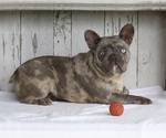 Small Photo #1 French Bulldog Puppy For Sale in MILLERSBURG, OH, USA