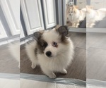 Puppy Puppy 2 Pomeranian