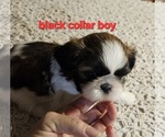 Puppy Black collar bo Shih Tzu
