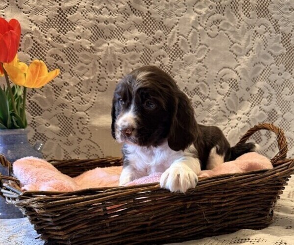 Medium Photo #3 English Springer Spaniel Puppy For Sale in OWEN, WI, USA