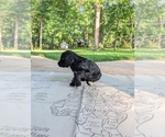 Small Photo #8 Golden Mountain Doodle  Puppy For Sale in BROKEN ARROW, OK, USA