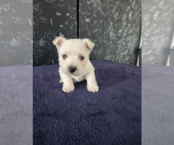 Medium Photo #1 West Highland White Terrier Puppy For Sale in LAGRANGE, IN, USA