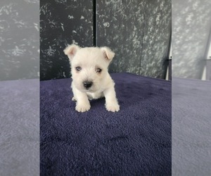 West Highland White Terrier Puppy for Sale in LAGRANGE, Indiana USA