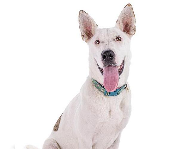 Medium Photo #3 Mutt Puppy For Sale in Long Beach, CA, USA