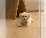 Puppy Puppy 3 Maltese-Maltipoo Mix