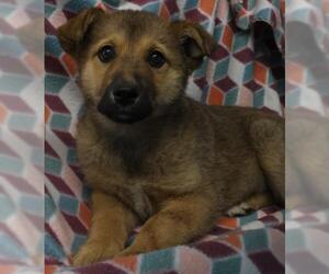 Mutt Dogs for adoption in Thief River Falls, MN, USA