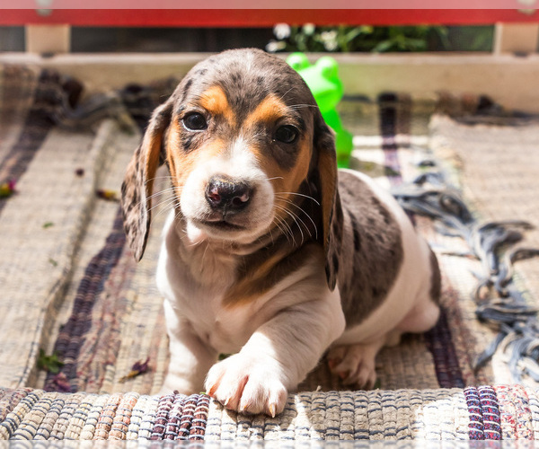 Medium Photo #9 Dachshund Puppy For Sale in WAKARUSA, IN, USA