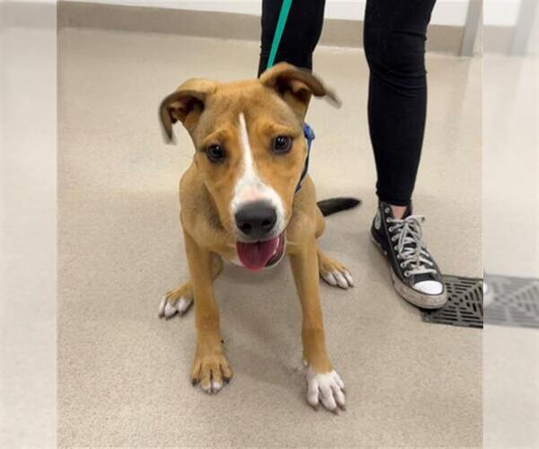 Medium Photo #1 American Pit Bull Terrier-Rhodesian Ridgeback Mix Puppy For Sale in Baytown, TX, USA