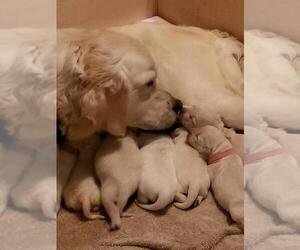 Mother of the English Cream Golden Retriever puppies born on 02/17/2022