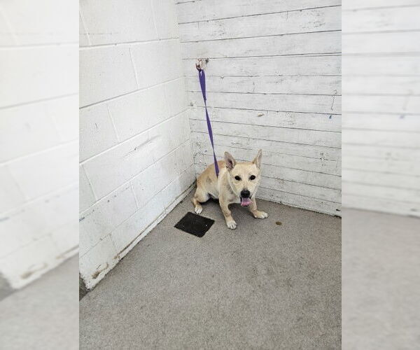 Medium Photo #1 Pembroke Welsh Corgi-Unknown Mix Puppy For Sale in San Bernardino, CA, USA