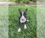 Small Photo #1 Bull Terrier Puppy For Sale in PITTSBURG, CA, USA