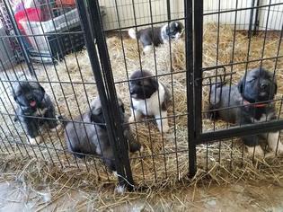 Caucasian Shepherd Dog Puppy for sale in BOWIE, MD, USA
