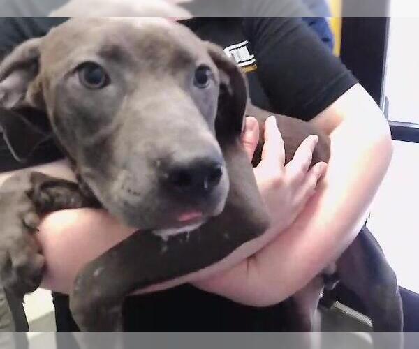 Medium Photo #1 Mutt Puppy For Sale in Tulsa, OK, USA
