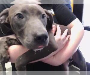 Mutt Dogs for adoption in Tulsa, OK, USA