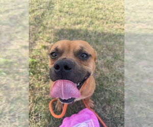 Basenji-Unknown Mix Dogs for adoption in Louisville, KY, USA