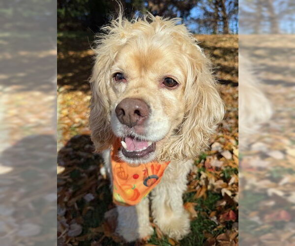 Medium Photo #5 Cocker Spaniel Puppy For Sale in Arlington, VA, USA