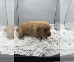 Small #6 Golden Retriever