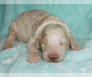 Labradoodle Puppy for sale in LA HABRA, CA, USA