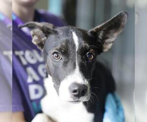 Mutt Dogs for adoption in San Antonio, TX, USA