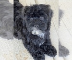 Small Photo #2 Morkie Puppy For Sale in MARTINSVILLE, IN, USA