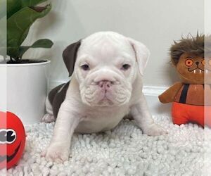 English Bulldog Puppy for sale in JOHNS ISLAND, SC, USA