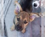 Small #5 Boxer Mix