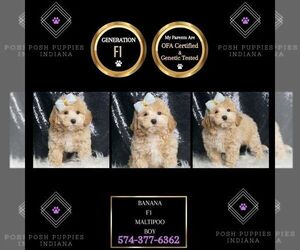 Maltipoo Puppy for sale in WARSAW, IN, USA