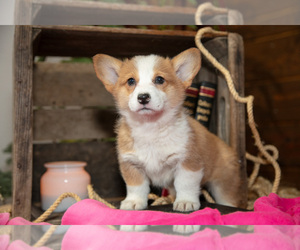Medium Pembroke Welsh Corgi