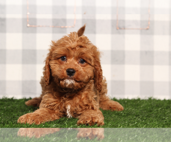 Medium Photo #3 Cavapoo Puppy For Sale in MARIETTA, GA, USA