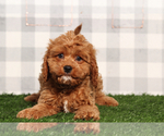 Small #2 Cavapoo
