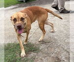 Small #1 Mutt