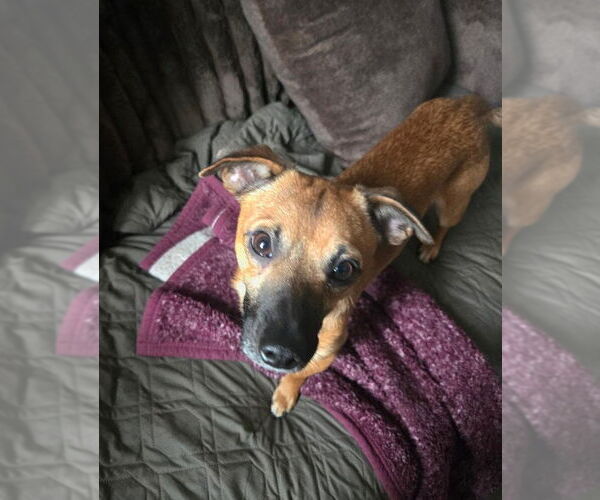 Medium Photo #3 Chihuahua-Unknown Mix Puppy For Sale in Aurora, CO, USA