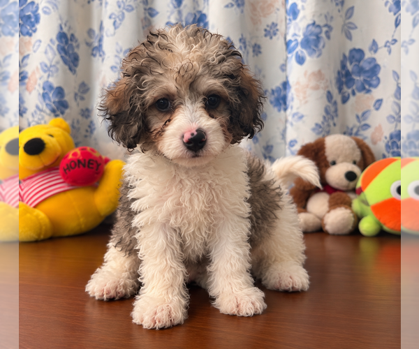 Medium Photo #19 Cockapoo (Miniature) Puppy For Sale in DURHAM, CT, USA