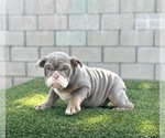 Small #2 English Bulldog