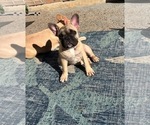 Small Photo #9 French Bulldog Puppy For Sale in FLOWER MOUND, TX, USA