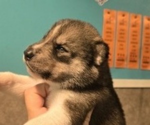 Siberian Husky Puppy for Sale in FORT PLAIN, New York USA
