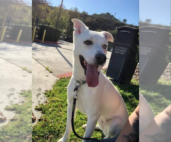 Medium Photo #2  Puppy For Sale in , 