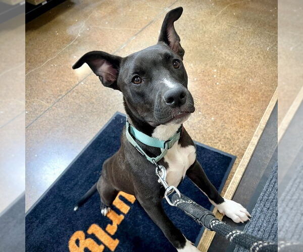 Medium Photo #2 American Staffordshire Terrier-Unknown Mix Puppy For Sale in San Juan Capistrano, CA, USA