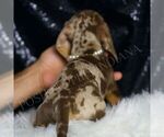 Small #4 Dachshund