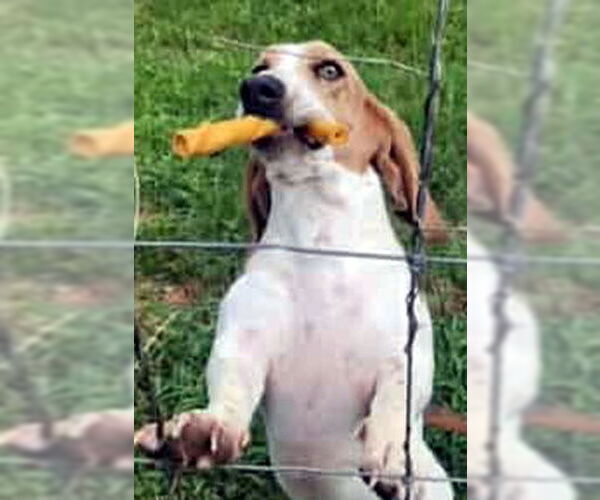 Medium Photo #4 Basset Hound Puppy For Sale in Deepwater, NJ, USA