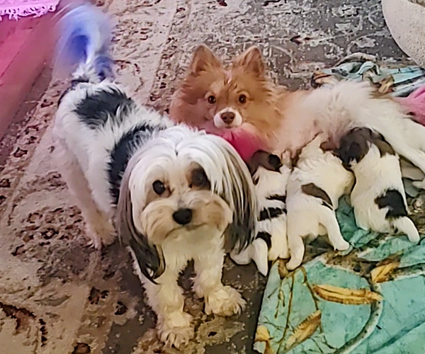 Medium Photo #14 Biewer Terrier-Pomeranian Mix Puppy For Sale in ESTILL SPRINGS, TN, USA