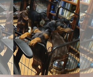 Doberman Pinscher Puppy for Sale in VANCOUVER, Washington USA