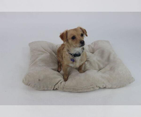 Medium Photo #4 Chihuahua-Unknown Mix Puppy For Sale in Berkeley, CA, USA