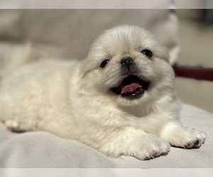 Pekingese Puppy for sale in MESQUITE, TX, USA