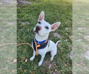 Bull Terrier-Unknown Mix Dogs for adoption in Vero Beach, FL, USA